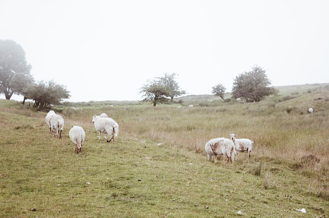 13668922_10207879701004529_5751326114265131551_o